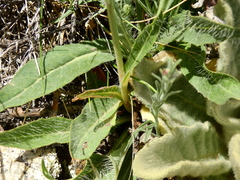 Hieracium gilliesianum