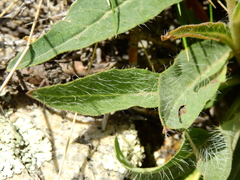 Hieracium gilliesianum