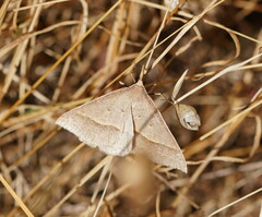 Epidesmia hypenaria