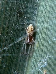 Dictynidae