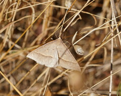Epidesmia hypenaria