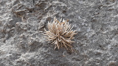 Tillandsia capillaris