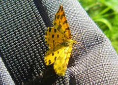 Pseudopanthera macularia