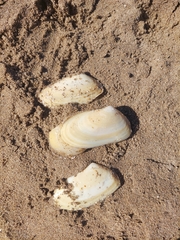 Amarilladesma mactroides