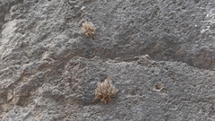 Tillandsia capillaris