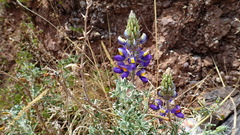 Lupinus altimontanus