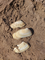 Amarilladesma mactroides