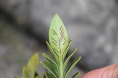 Asplenium obtusatum