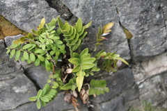Asplenium obtusatum