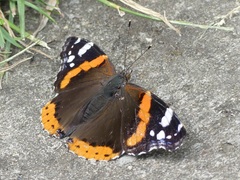 Vanessa atalanta
