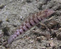 Parapercis multiplicata