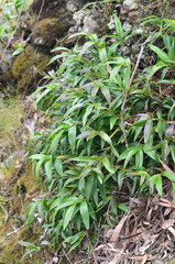 Dendrobium kingianum