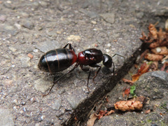 Camponotus obscuripes