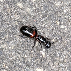Camponotus obscuripes