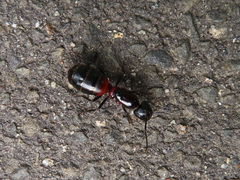 Camponotus obscuripes