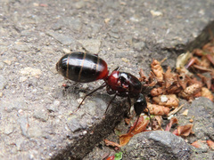 Camponotus obscuripes