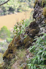 Dendrobium kingianum