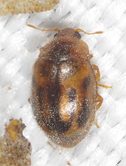 Rhyzobius chrysomeloides