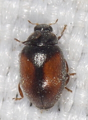 Scymnus suturalis