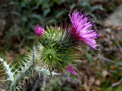 Carduus litigiosus