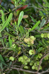 Dodonaea viscosa cuneata