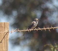 Muscicapa striata striata