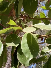 Arbutus andrachne