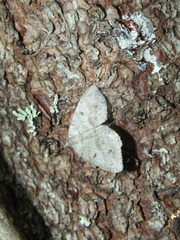 Macaria loricaria