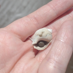 Buccinastrum deforme