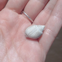 Buccinastrum deforme