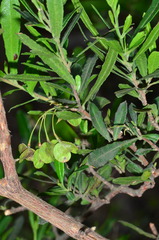 Dodonaea viscosa cuneata