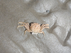 Cyrtograpsus angulatus