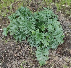 Acanthus mollis