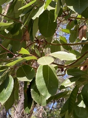 Arbutus andrachne