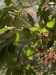 Arbutus andrachne