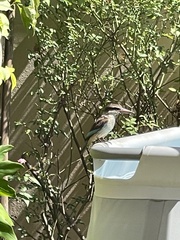 Halcyon albiventris
