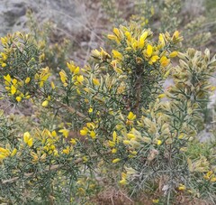 Ulex parviflorus