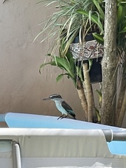 Halcyon albiventris
