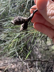 Hakea macraeana