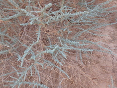 Artemisia judaica