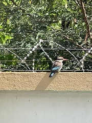 Halcyon albiventris