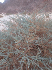 Artemisia judaica