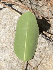 Arbutus andrachne