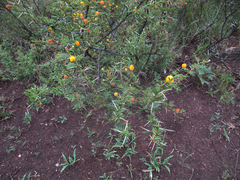 Vachellia