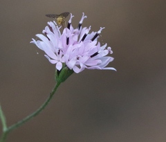 Phthiriinae