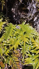 Blechnum montanum