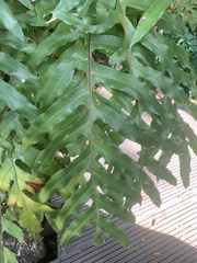 Drynaria quercifolia