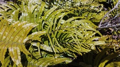 Blechnum montanum