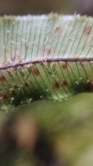 Blechnum montanum