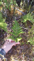 Hypolepis millefolium